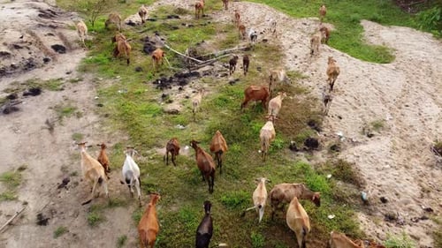 Group of cows walk at green field