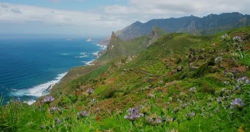 Le trèfle à fleurs de montagne se balance dans une chaîne de vent fort Montagnes d'Anaga Roque De Las Animas Printemps