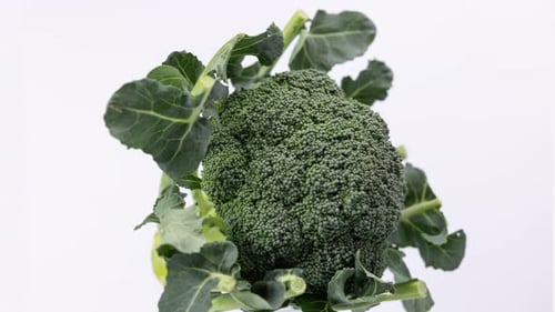 Fresh Broccoli Head Rotating on White Background