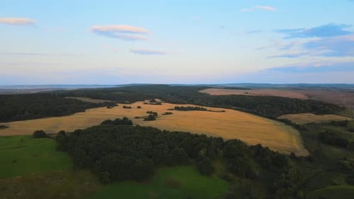 Landschaftsaufnahme eines gelben Ackerfeldes mit reifem Weizen an hellem Sommertag