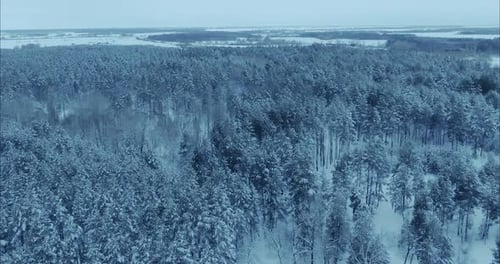 Copter Flies Over the Winter Forest Endless Expanses