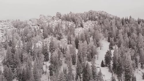 Aerial View of a Frozen Forest with Snow Covered Trees at Winter