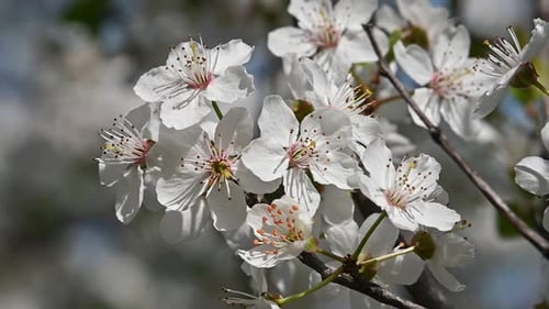 Nahaufnahme weiße Kirschblüte über Grün