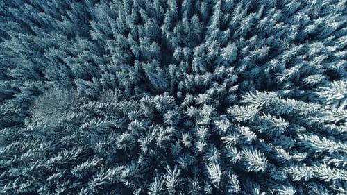 Winter Season Spruce and Pine Trees Covered with Snow. Aerial Top Down Flyover Shot of Winter Forest