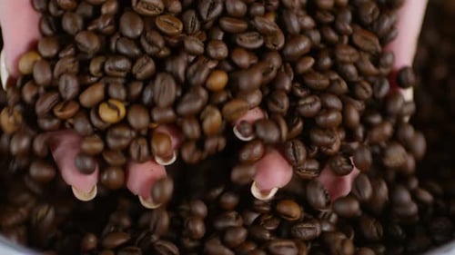 Hände einer Frau berühren Kaffeebohnen