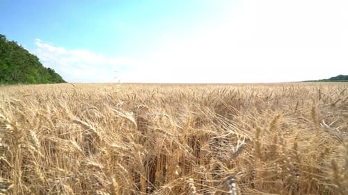 Side Dolly Move in Dry Wheat Field