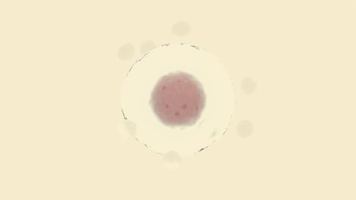 Microscopic Biological Cell Animation with Nucleus and Moving Particles