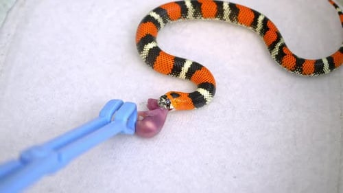 Dreifarbige Hognose-Schlange holt Maus aus der Zange