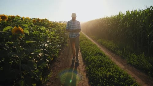 Farmer Walks Through Fields with Tablet in Sunlight