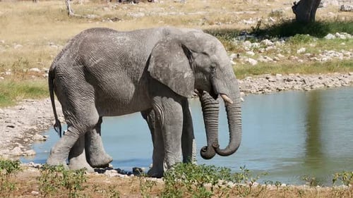 African Elephant Bulls At A Waterhole - Etosha National Park