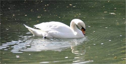 Elegant White Swan Swimming Peacefully in Green Pond