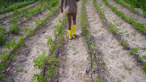 Agricultural plant breeding.