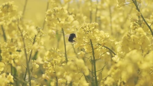 Hummel bestäubt auf Blumen in einem Rapsfeld in Jütland