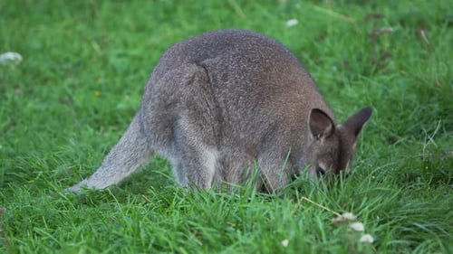 Bennetts Baumkänguru frisst Gras. Dendrolagus Bennettianus weidet auf der Wiese.