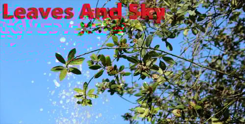 Water Sprinkling on Green Tree Leaves in Sunlight