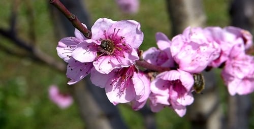 Beetle and Flowers 1