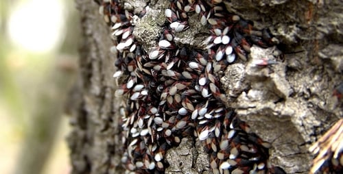 Tree Covered in Speckled Bugs in a Forest
