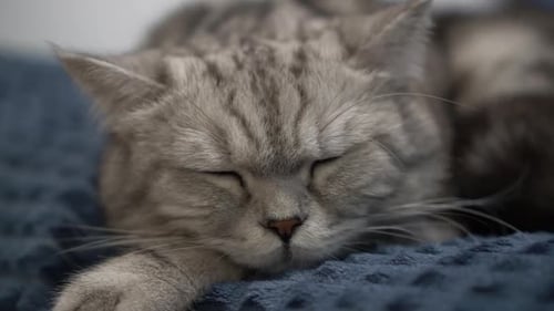 Cute Gray Tabby Cat Sleeping Peacefully Indoors