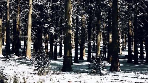 Sunset or Sunrise in the Winter Pine Forest Covered with a Snow