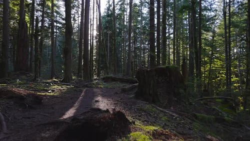Caucasian Woman Trail Running in the Green Forest