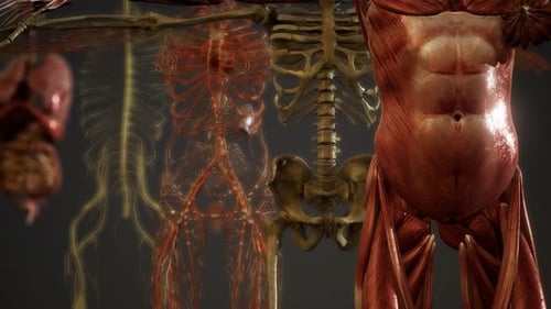 Animated 3D Human Anatomy: Organs, Muscles, Bones and Nerves