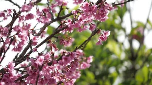 Pink Flower