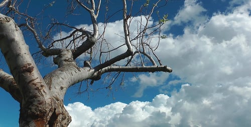 Bare Tree Against a Cloudy Blue Sky