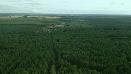 Coniferous Trees At Dense Green Forest In Kowalskie Blota, Poland. - aerial drone shot