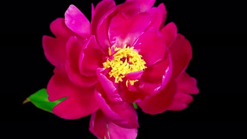 Pink Flower Blossoms on a Black Background