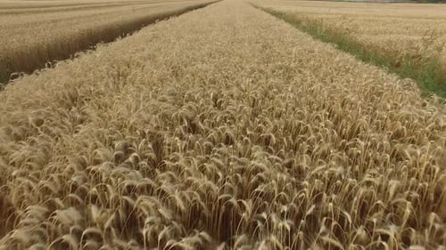 Golden Wheat Field Swaying Gently, Aerial View