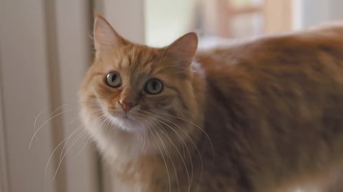 Die
süße Ingwerkatze sitzt auf der Fensterbank. Nahaufnahme von Zeitlupenaufnahmen von Fluffy Pet.