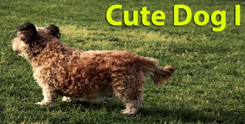 Cute Dog I