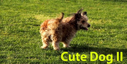 Chien mignon II