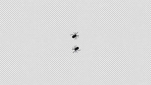 Two Spiders - Black Widow - Fast Running - 4K