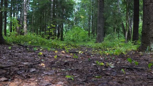 Beautiful Summer Forest