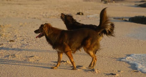 Dogs playing in the beach 4k