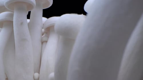 Macro Shot of Champignons Stand in a Row of Mushrooms