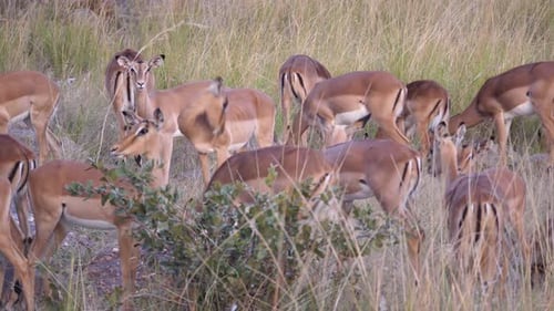Herde weiblicher Impalas