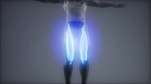 3D Human Quadriceps Muscle Anatomy Scan Animation