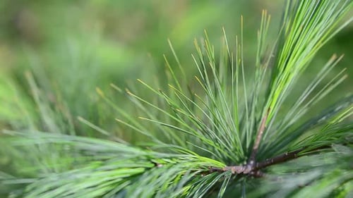 Spruce branches against the background of the park.