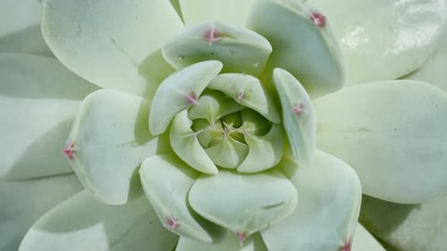 Beau motif de prise de vue macro rotative succulente verte