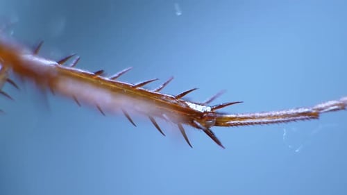Beine eines Insekts
