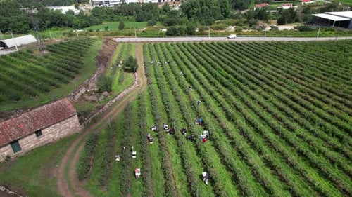Travailleurs cueillant des bleuets à Blueberry Farm 4k