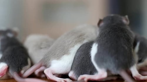 Close-up of domestic white pet small rats warming together