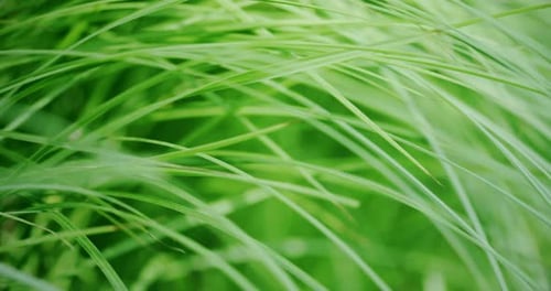 Lames d'herbe verte ondulantes