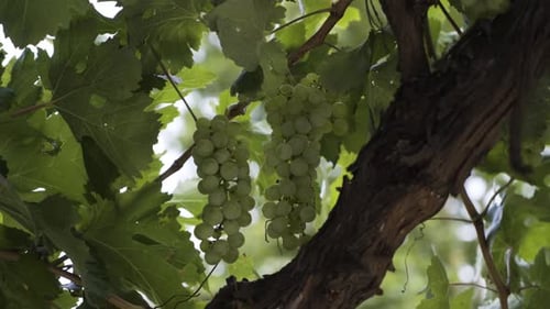 Grape Bunch and Leaves on the Grape Tree 4K