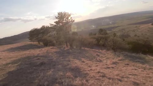 Fast and Maneuverable Flight Over the Hill with Beautiful Pine Trees