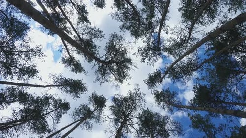 Vista inferior de altos pinos viejos 4