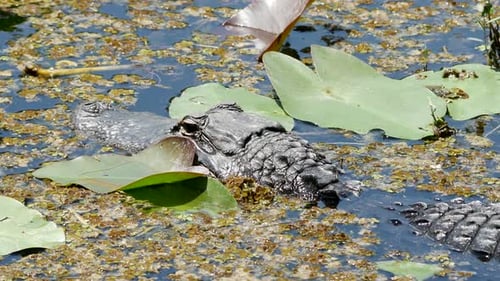 Alligator Resting Among Lily Pads in Tranquil Water