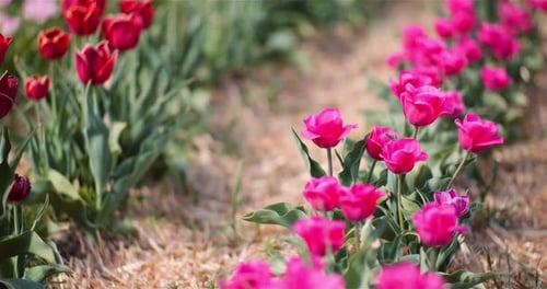 Blooming Tulips on Flowers Plantation Farm